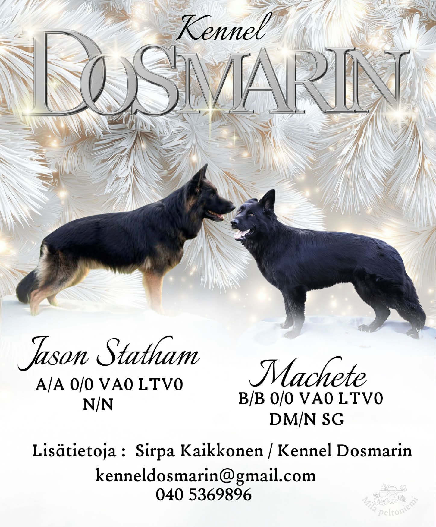 Dosmarin Jason Statham